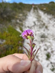 Lampranthus tenuifolius