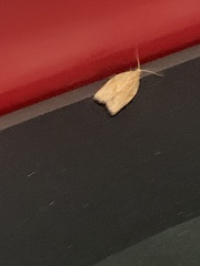 Argyrotaenia franciscana