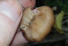 Lentinellus cochleatus