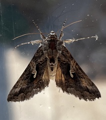 Autographa