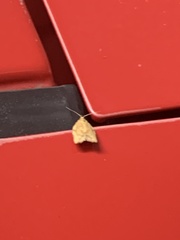 Argyrotaenia franciscana