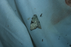 Leuconycta diphteroides