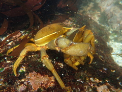 Taliepus dentatus