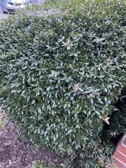Ilex crenata