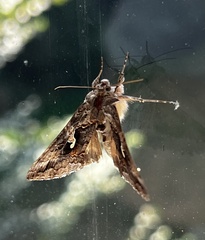 Autographa