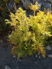 Lomatium dissectum