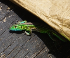 Cnemidophorus ruatanus