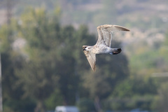 Larus armenicus