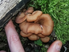 Lentinellus cochleatus