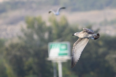 Larus armenicus