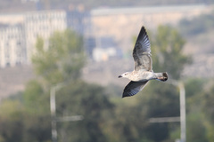 Larus armenicus
