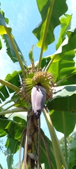 Musa × paradisiaca