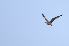Larus armenicus