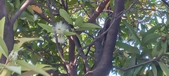 Syzygium