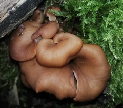Lentinellus cochleatus