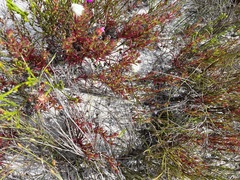 Lampranthus tenuifolius