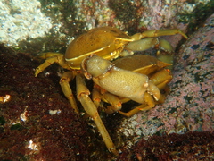 Taliepus dentatus