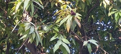 Syzygium