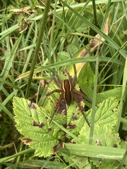 Dolomedes fimbriatus
