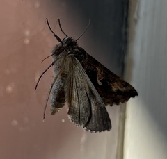 Autographa