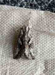Autographa