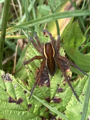 Dolomedes fimbriatus