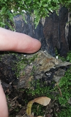 Lentinellus cochleatus