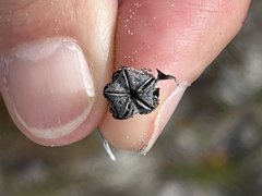 Lampranthus tenuifolius