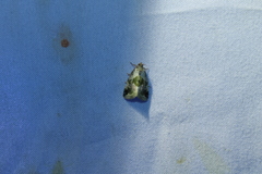 Maliattha synochitis