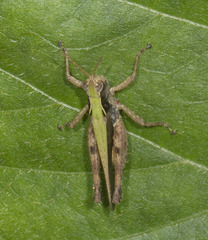 Orphulella