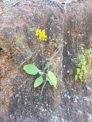 Calceolaria corymbosa