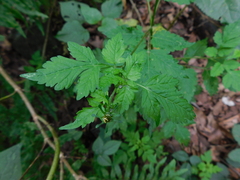Bidens bipinnata