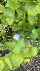 Platycodon grandiflorus