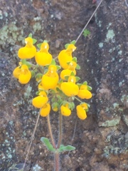 Calceolaria corymbosa