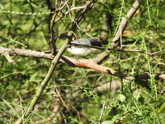 Microspingus melanoleucus