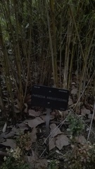 Fargesia ferax