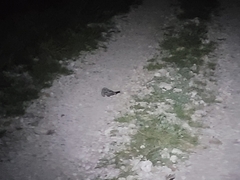 Phalaenoptilus nuttallii