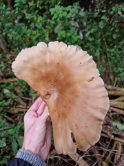 Pleurotus pulmonarius
