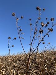 Helianthus annuus