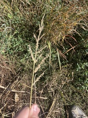 Sporobolus cryptandrus