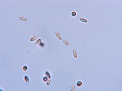 Suillus clintonianus