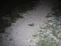 Phalaenoptilus nuttallii