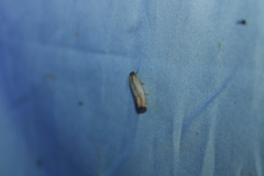 Eucosma radiatana