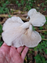 Pleurotus pulmonarius