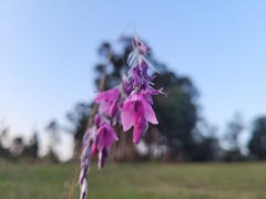 Dierama