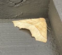 Tetracis jubararia