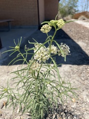 Asclepias