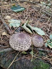 Chlorophyllum olivieri