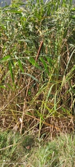 Typha latifolia