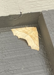 Tetracis jubararia
